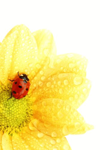 EPO Pepper decision EPO Pepper decision